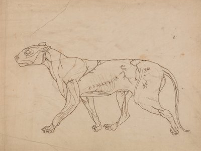 Esposizione anatomica comparativa della struttura del corpo umano con quella di una tigre e di un co... da George Stubbs